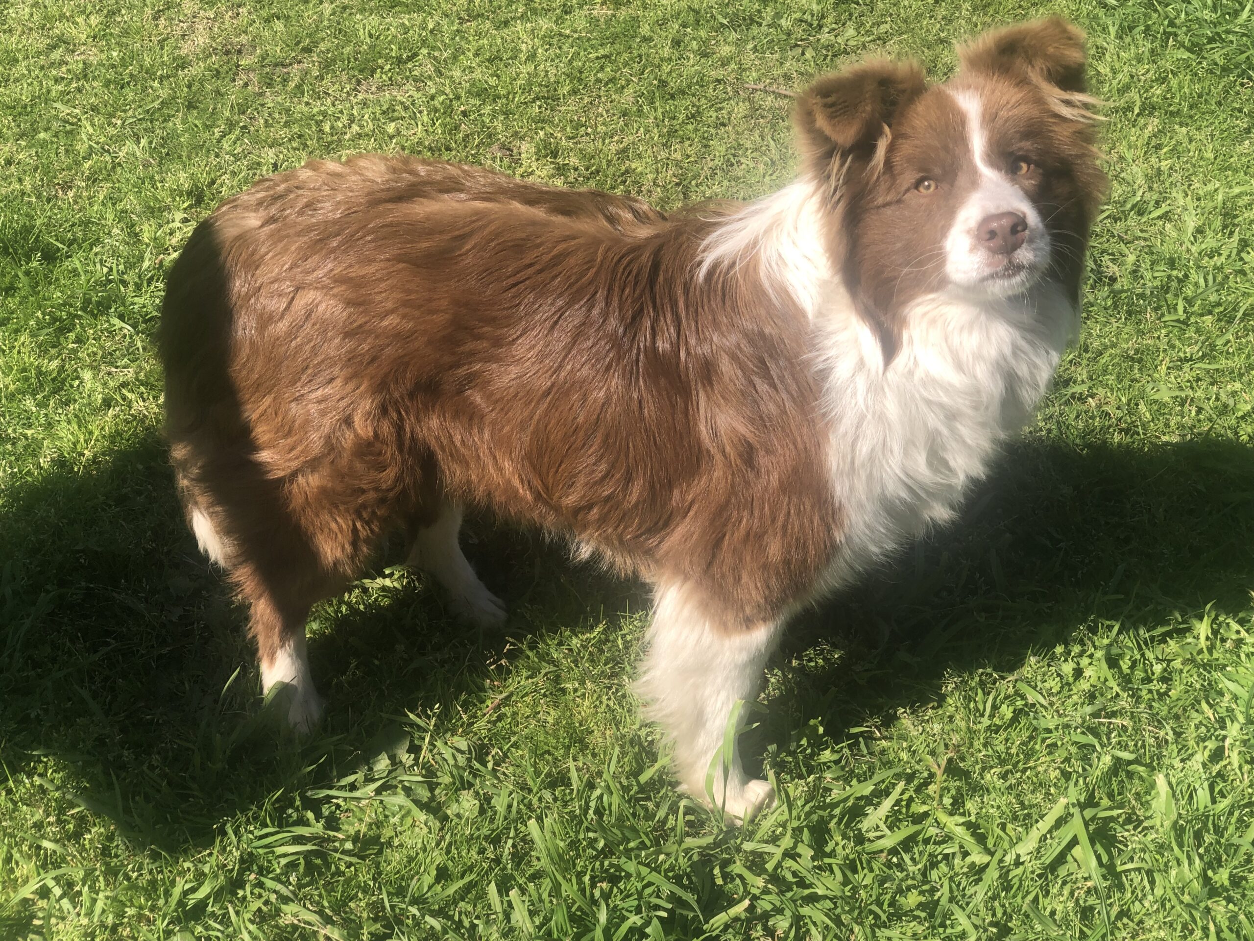 cuanto cuesta un cachorro border collie