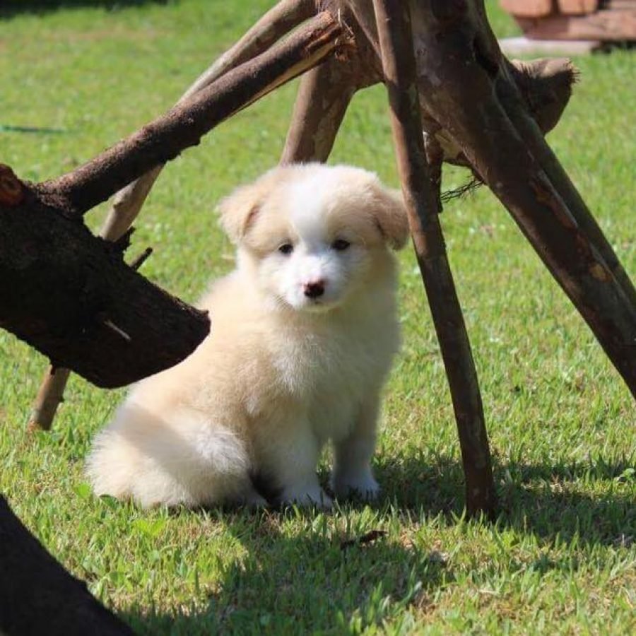 24131260_908564405978834_7750311177263433328_n - Copy